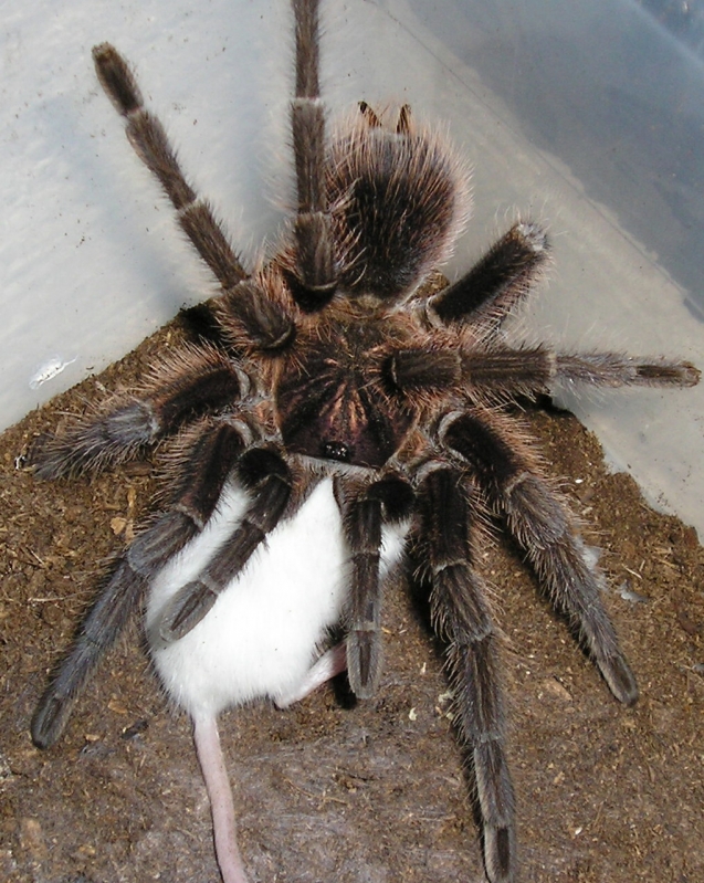 Haitian Brown  Phormictopus canerides w/hopper :)
