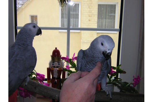 Hand fed african grey gray babies