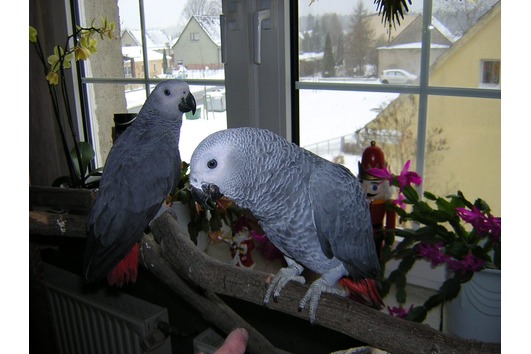 Hand fed african grey gray babies
