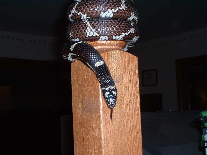 Hanging out
