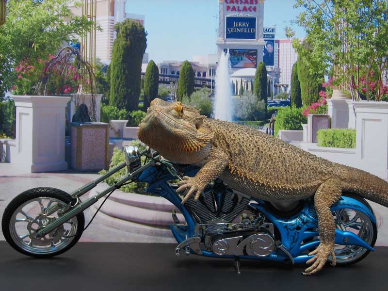 "Hannibal" Easy Rider