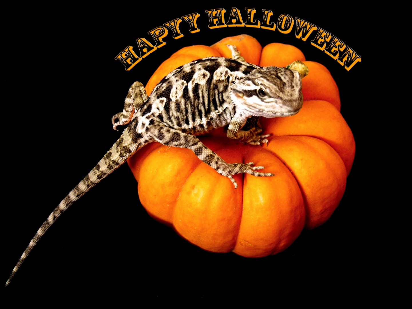Happy Halloween