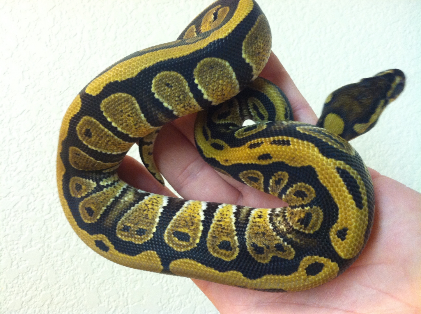 Harlequin 66% Het Pied