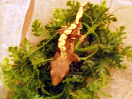 Harlequin_male