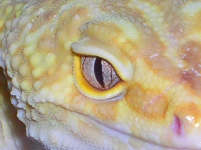 Harley Macro