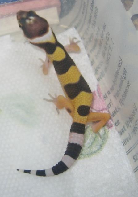 Hatched today 1