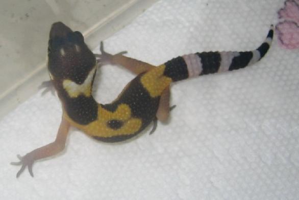 Hatched today 2