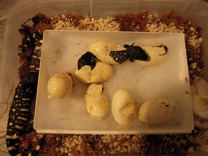 Hatching Beaded Lizards