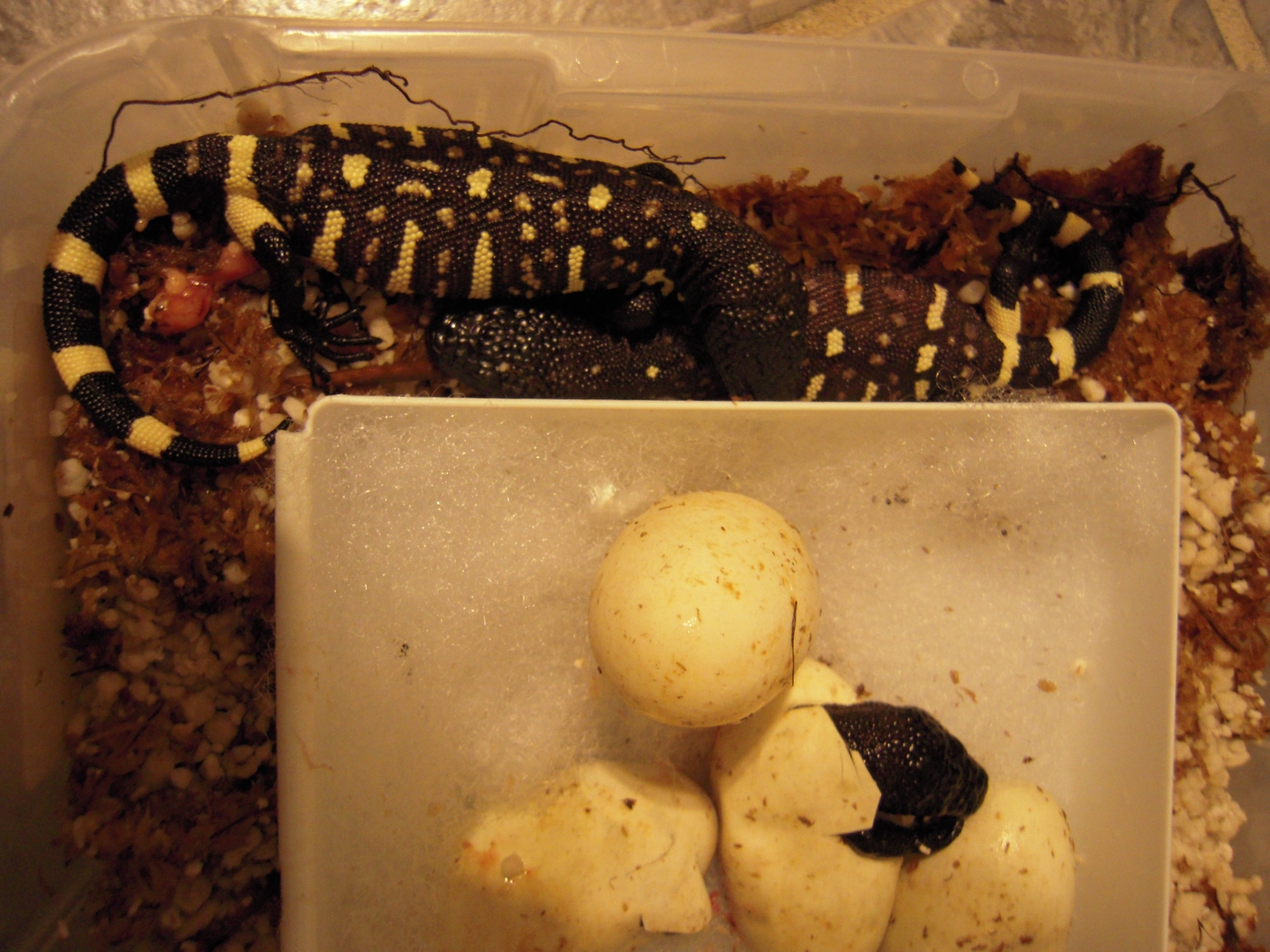 Hatching Beaded Lizards
