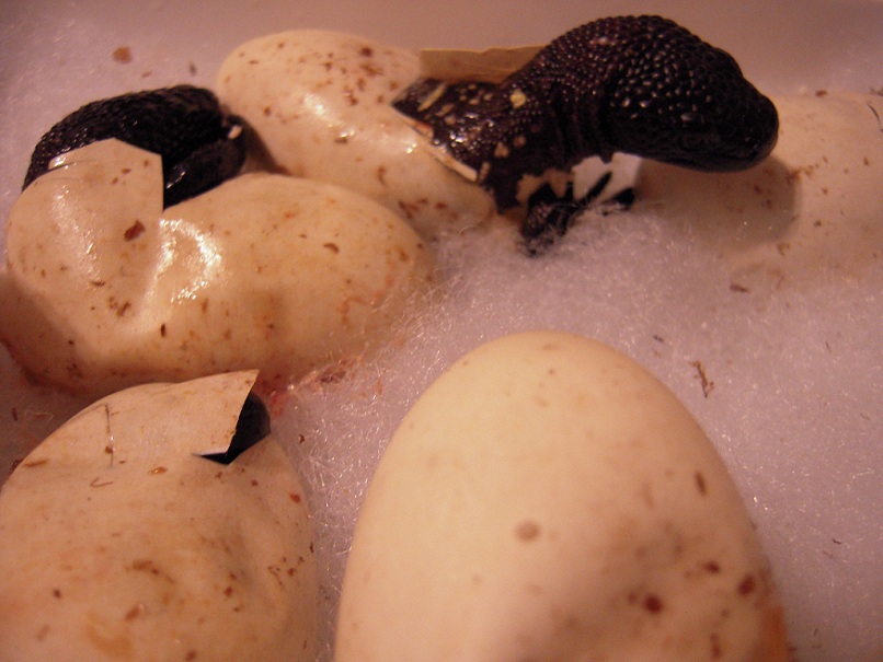 Hatching Beaded Lizards