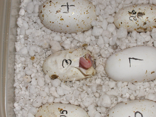Hatching