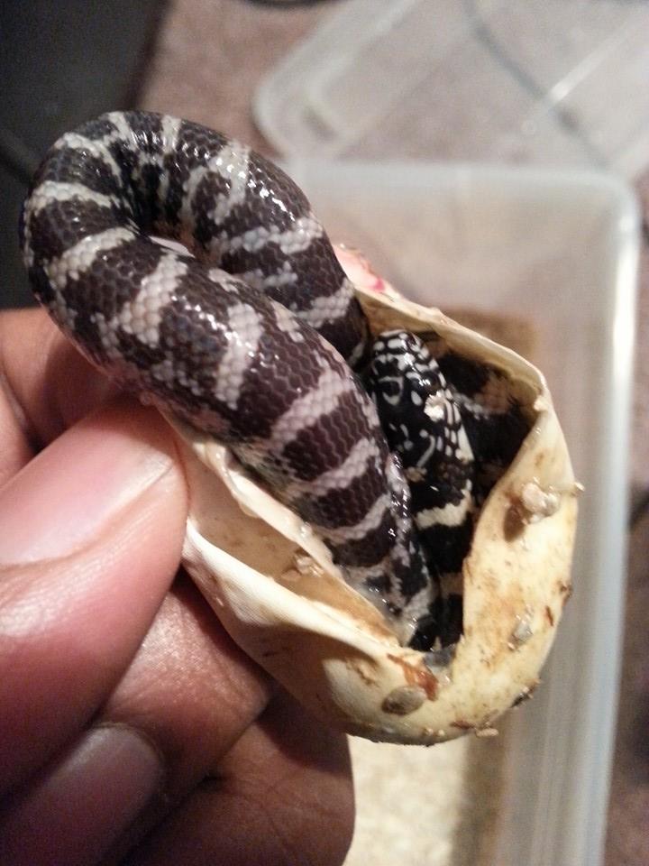 hatching