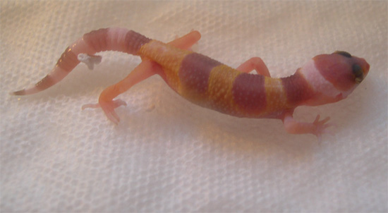 hatchling #1