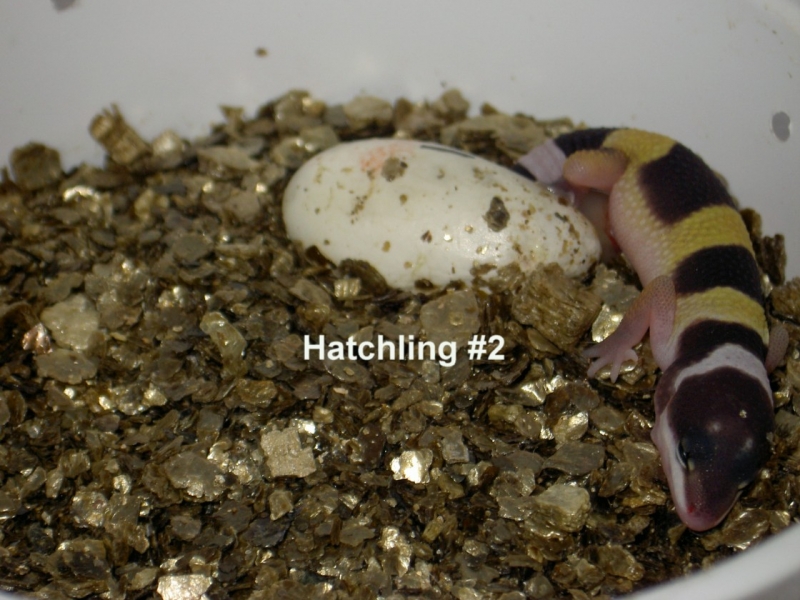Hatchling #2 (hatching)