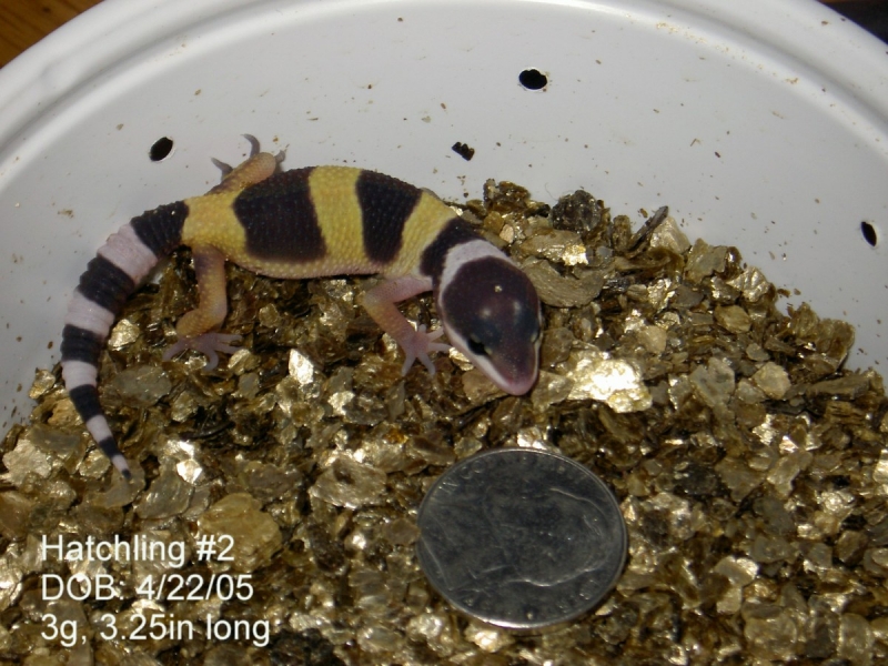 Hatchling #2