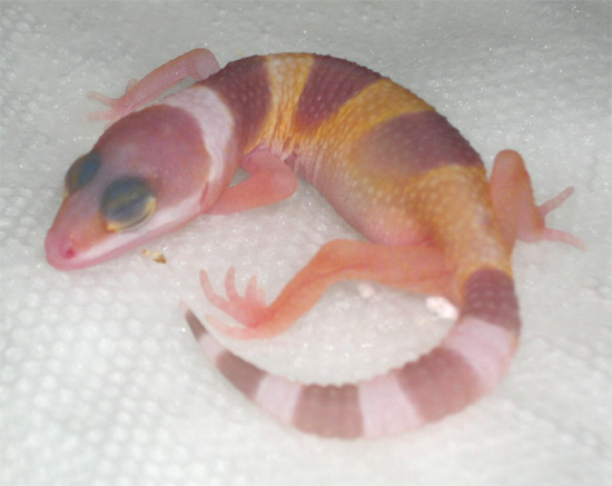 Hatchling #3