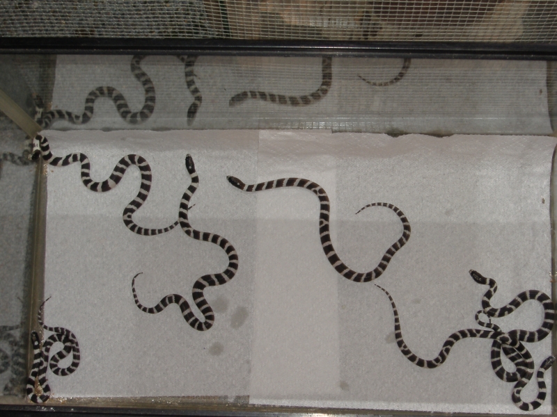 Hatchling cal kings