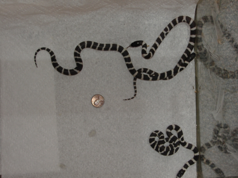 Hatchling cal kings