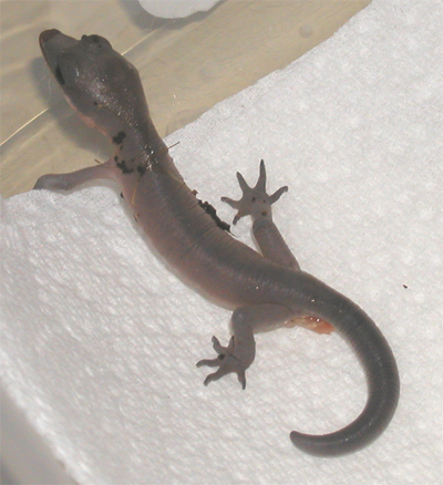 Hatchling Cat Gecko