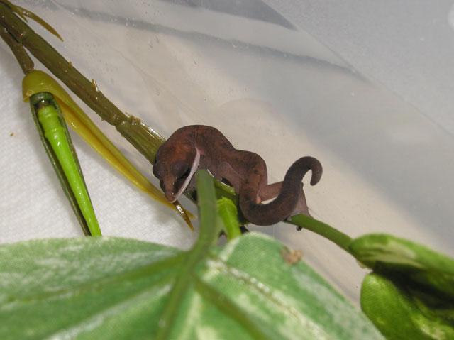 Hatchling Cat Gecko