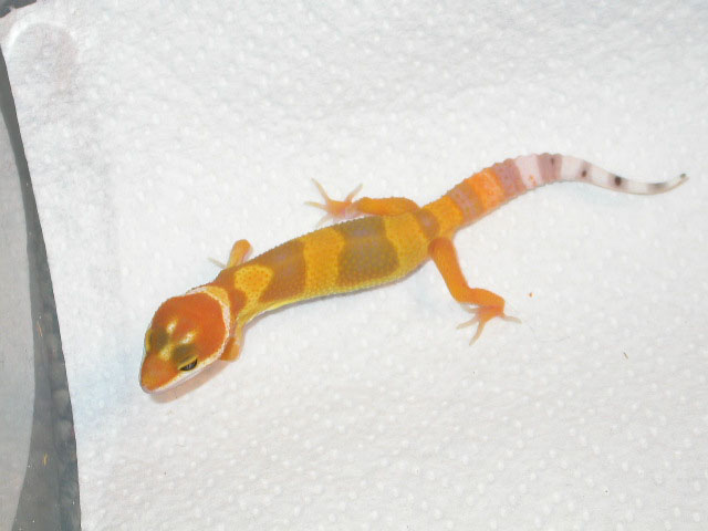 Hatchling
