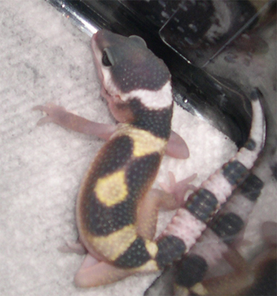 hatchling1-3