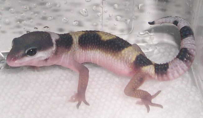 hatchling1