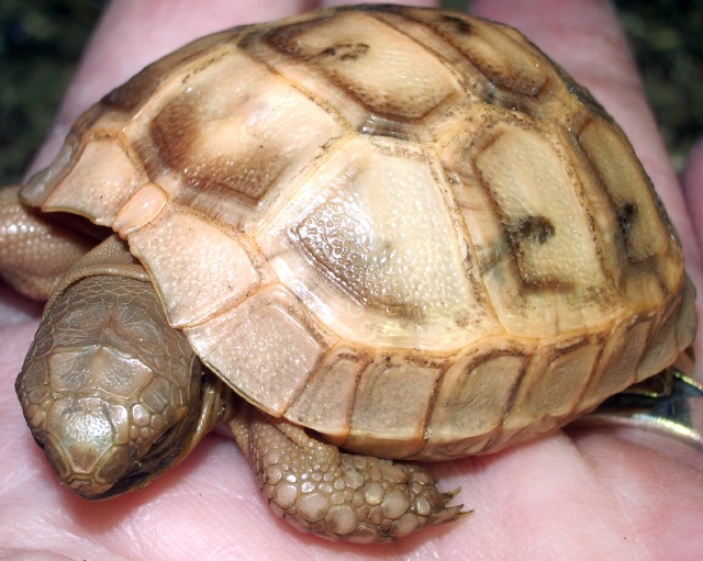 hatchling_gg_1