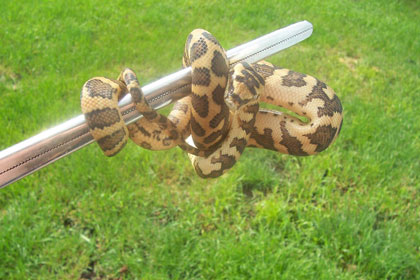 Head Hunter DJJ 1.  2011