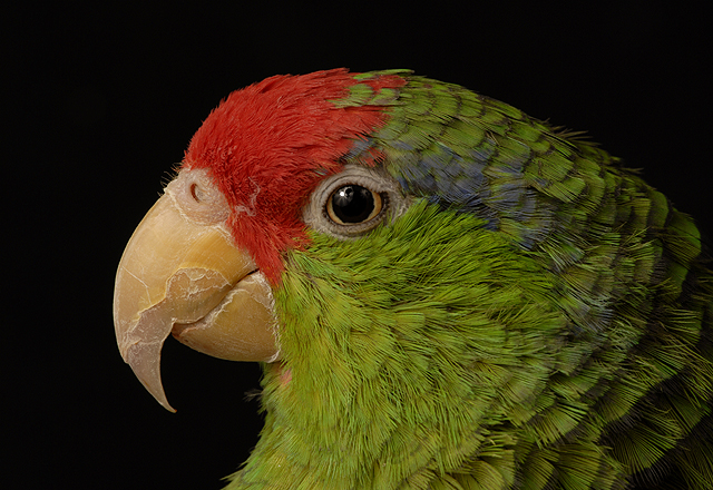 Headshot