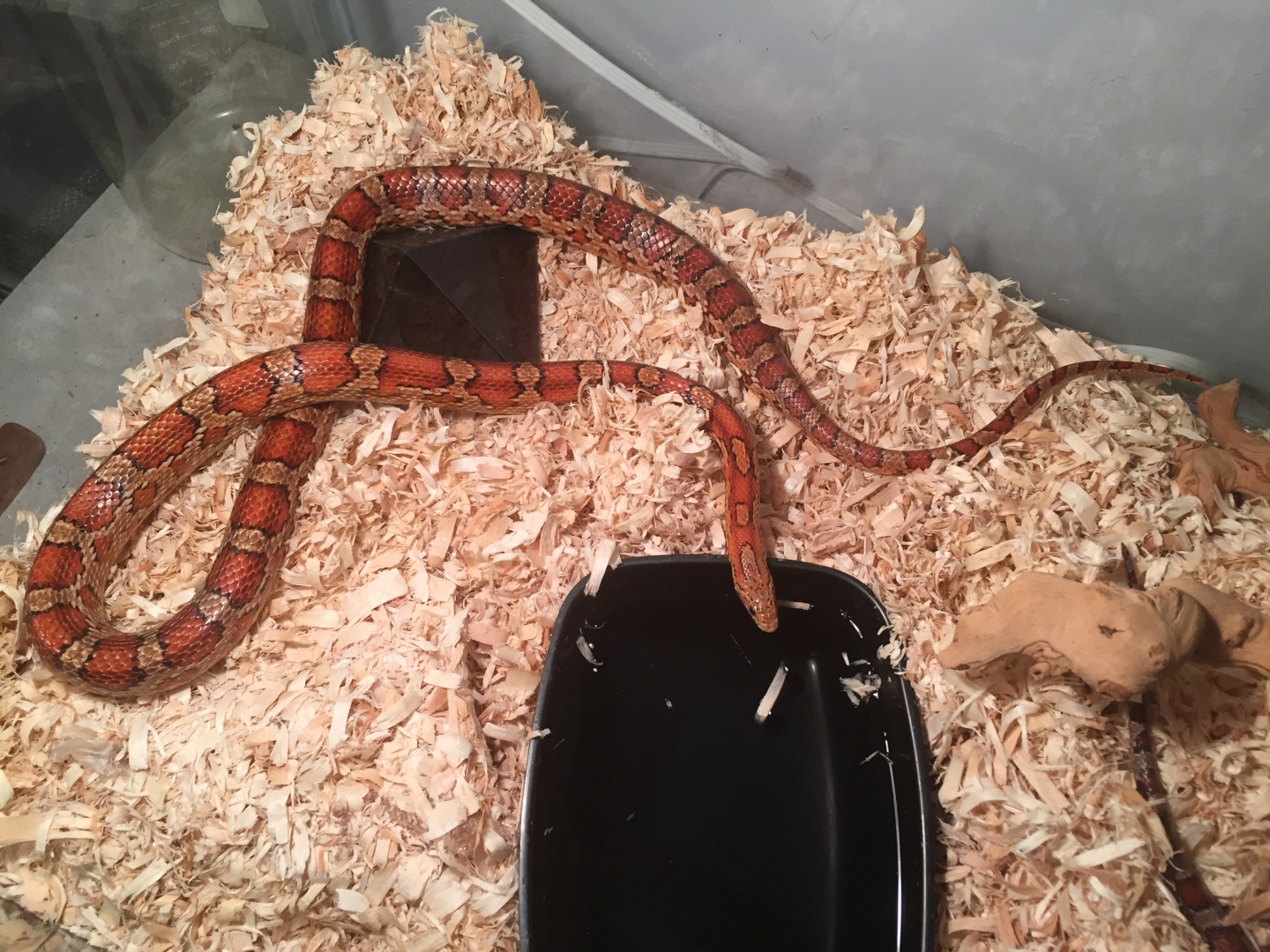 Healthy M and F sibling corn snakes for sale