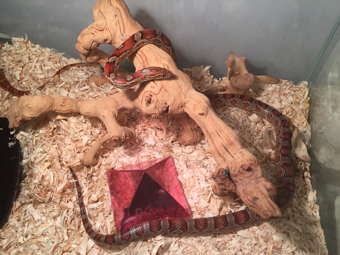 Healthy M and F sibling corn snakes for sale