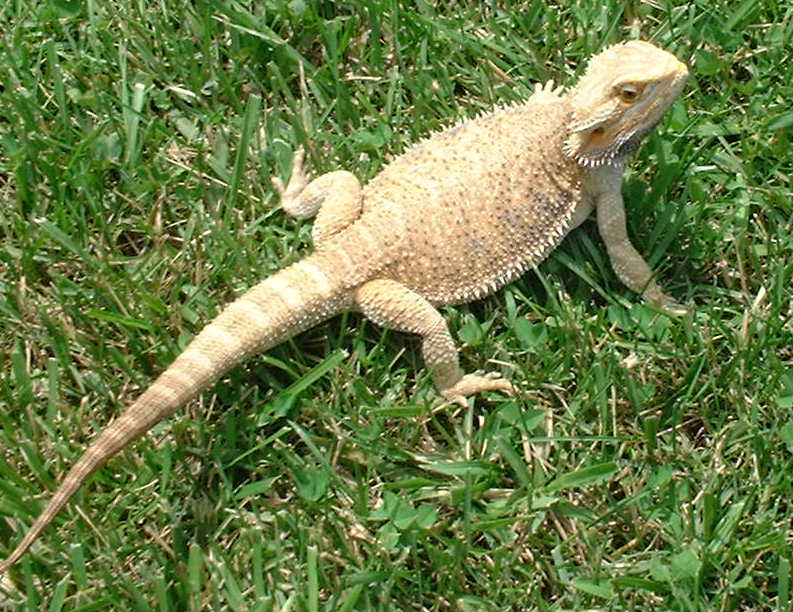 Heidi