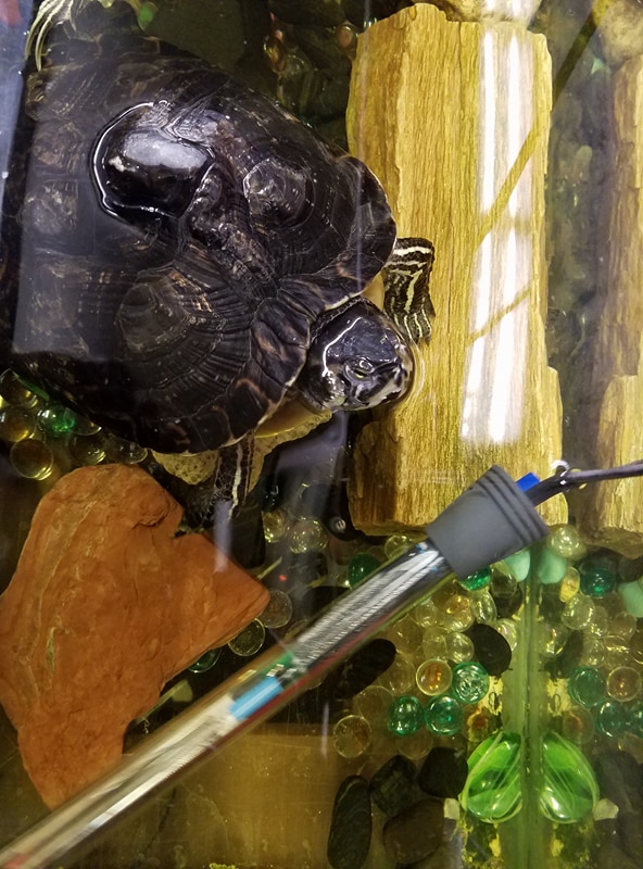 Help ID This Turtle