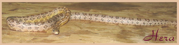 Hera ~ Anery Corn