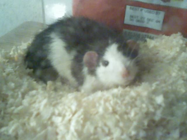 Here is Fred