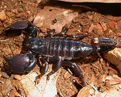 here pic of are scorpions