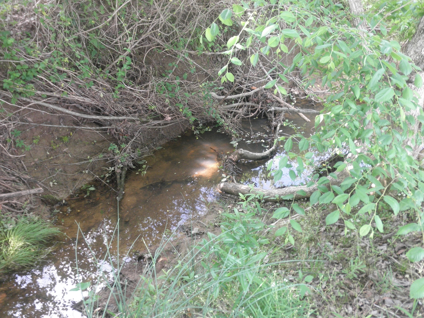 Herping area #1