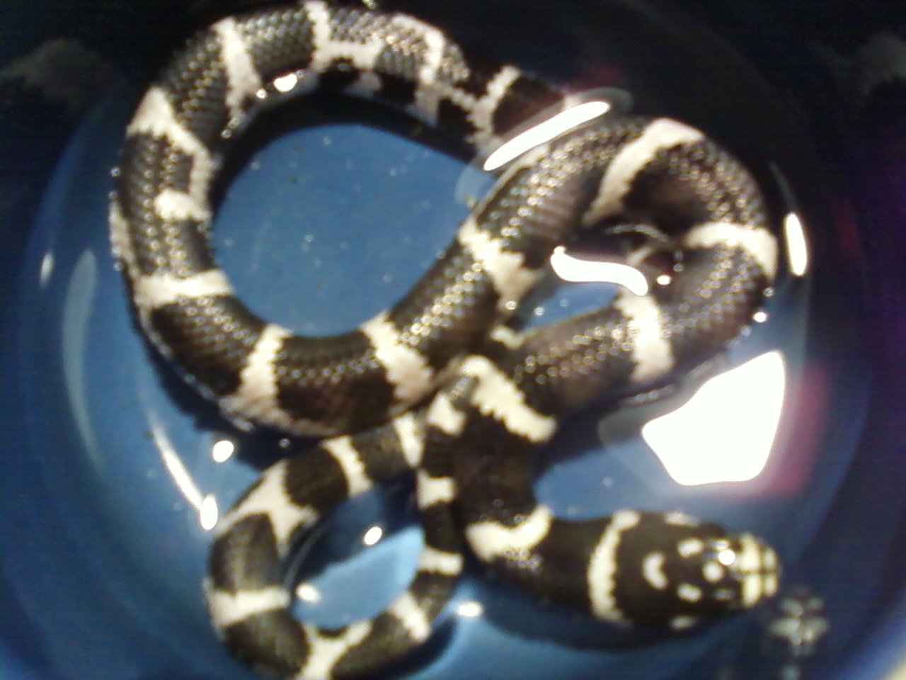 het.albino anery J.