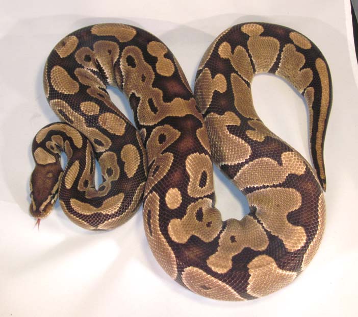Het Albino Breeder