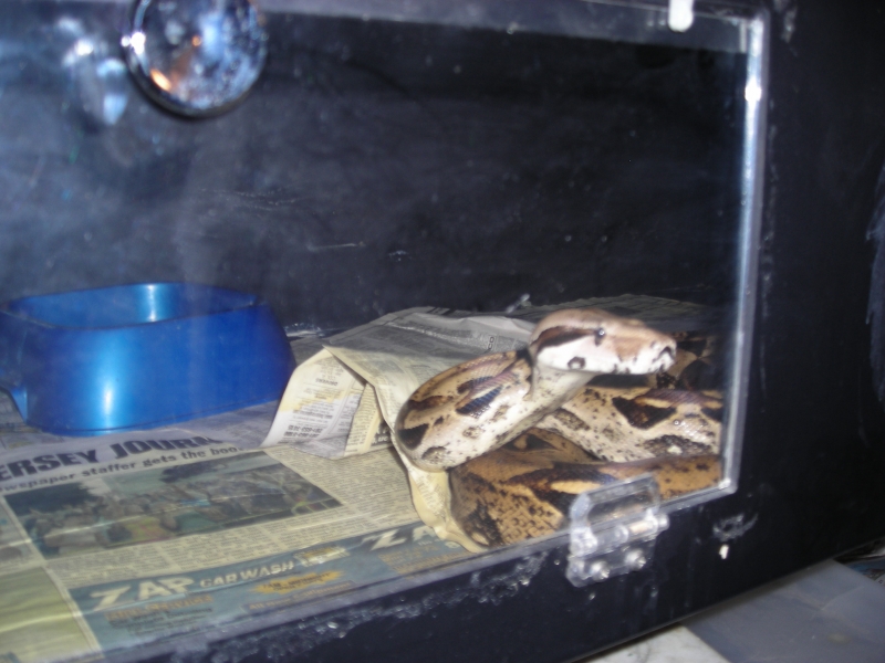 Het albino female