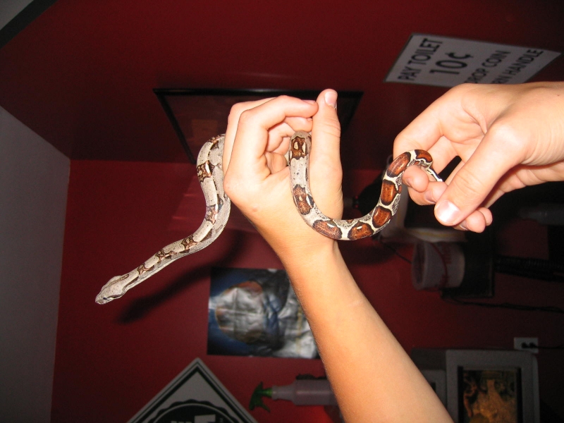 het albino female