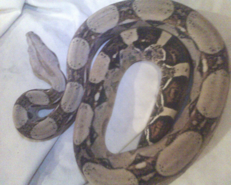 het albino male