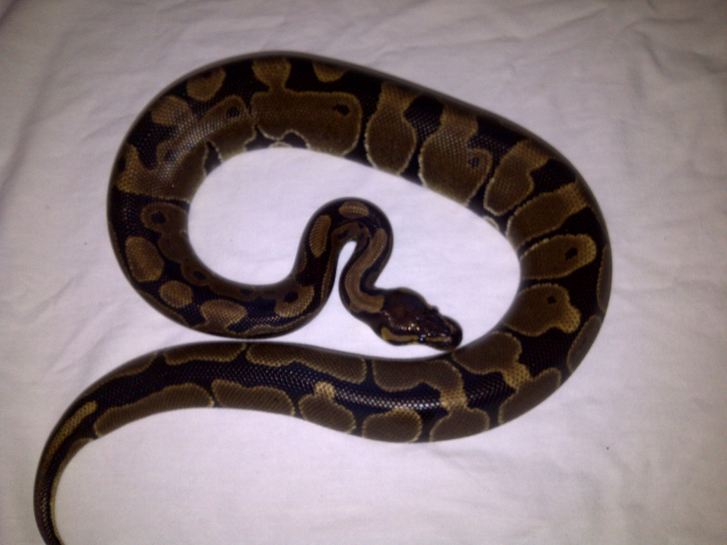 Het Albino