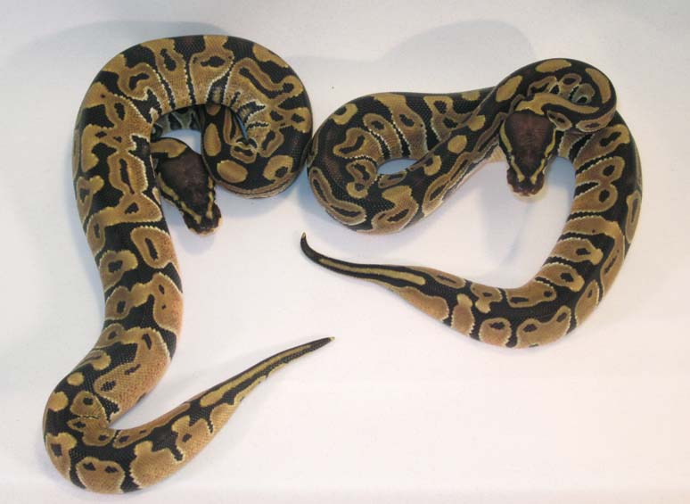 Het Albinos