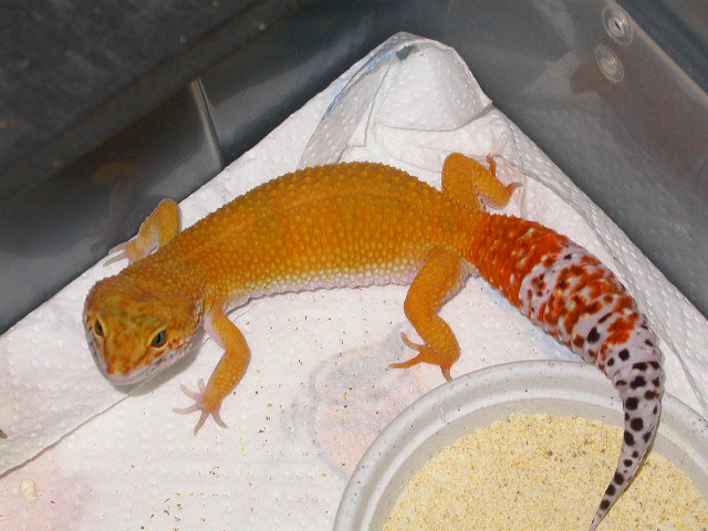 Het Bell Female(no name yet)