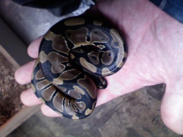 het pied 0.1
