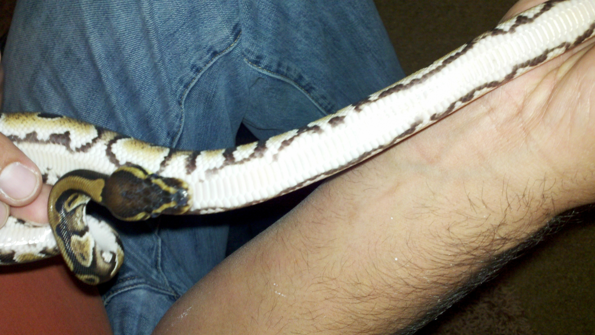 Het pied marker Choo Chooo!!!