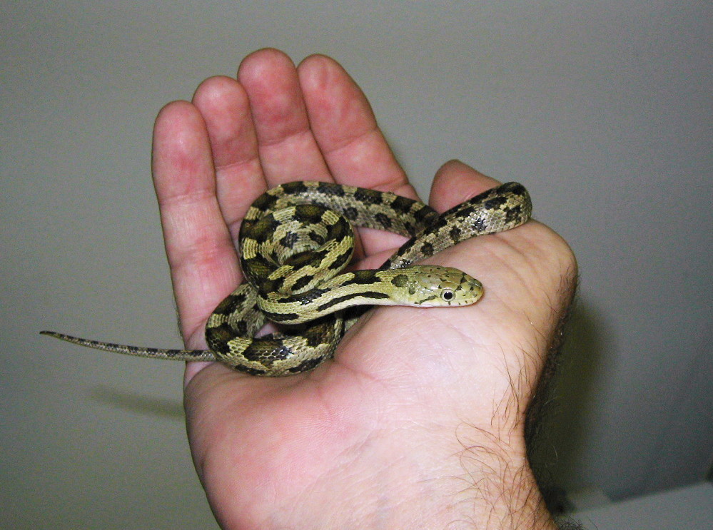 het "moonshine" greenish rat (2010 female)