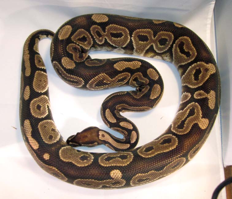Het Red Axanthic
